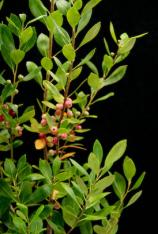 Gallberry-Ilex glabra