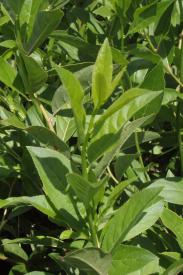 Virginia Willow-Itea virginica