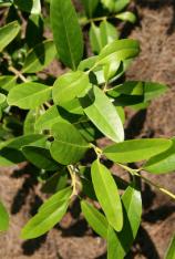 Black Mangrove -Avicennia germinans