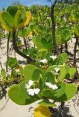 Inkberry - Scaveola plumieri