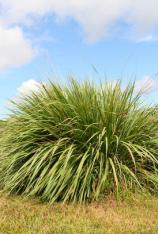 Fakahatchee Grass -Tripsacum dactyloides