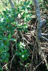 Red Mangroves -Rhizophora mangle