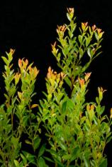 Fetterbush-Lyonia lucida