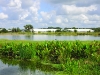 Aquatic Plants of Florida