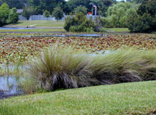 Aquatic Plants of Florida
