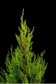 Red Cedar -Juniperus virginiana