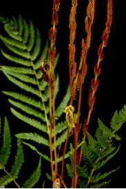 Cinnamon Fern-Osmunda cinnamomea Cinnamon Fern-Osmunda cinnamomea