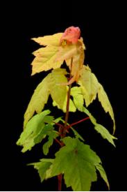 Red Maple -Acer rubrum