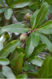 Laurel Oak -Quercus hemisphaerica
