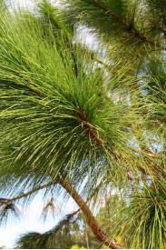 Long Leaf Pine -Pinus palustris