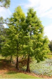 Pond Cypress -Taxodium ascendens