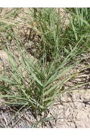 Salt Grass-Distichlis spicata