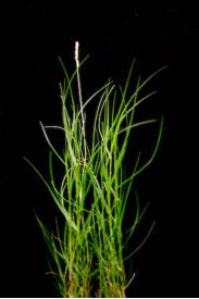 Seashore Dropseed-Sporobolus virginicus