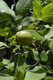 Pignut Hickory -Carya glabra