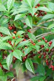Wild Coffee-Psychotria nervosa