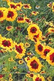 Golden Tickseed-Coreopsis tinctoria Golden Tickseed-Coreopsis tinctoria