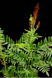 Royal Fern- Osmunda regalis Royal Fern- Osmunda regalis