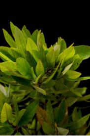 Red Bay -Persea borbonia
