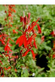 Cardinal Flower-Lobelia cardinalis