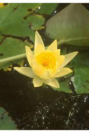 Yellow Water Lily -Nymphea mexicana