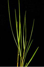 Smooth Cordgrass -Spartina alterniflora