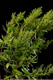 Marsh Elder -Iva frutescens Marsh Elder -Iva frutescens