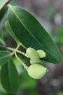 White Mangrove -Laguncularia racemosa