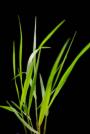 Panic Grass-Panicum amarum