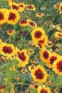 Golden Tickseed-Coreopsis tinctoria