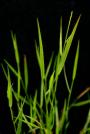 Blue Maidencane-Amphicarpum muhlenbergia