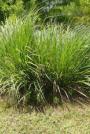 Dwarf Fakahatchee Grass-Tripsacum floridanum