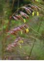 Lopsided Indian Grass-Sorghastrum secundum