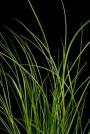 Marsh Hay Cordgrass -Spartina patens