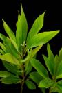 Swamp Bay -Persea palustris