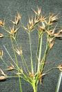 Beakrush-Rhynchospora spp.