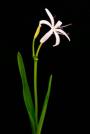 Swamp Lily -Crinum americanum