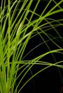 Sawgrass-Cladium jamaicense