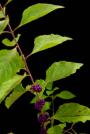Beauty Berry-Callicarpa americana