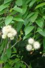 Button Bush-Cephalanthus occidentalis