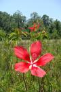 Swamp Hibiscus / Scarlet Rosemallow - Hibiscus coccineus