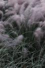Muhly Grass-Muhlenbergia capillaries