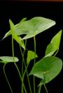 Arrowhead / Duck Potato-Sagittaria latifolia