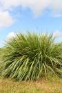 Fakahatchee Grass -Tripsacum dactyloides
