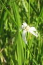 Beaksedge / Star-rush-Rhynchospora colorata.