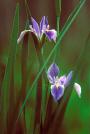 Blue Flag Iris-Iris virginica