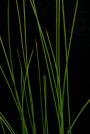 Black Needle Rush -Juncus roemerianus